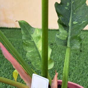 Philodendron 'Jungle Boogie' in vaso ceramica cm 13